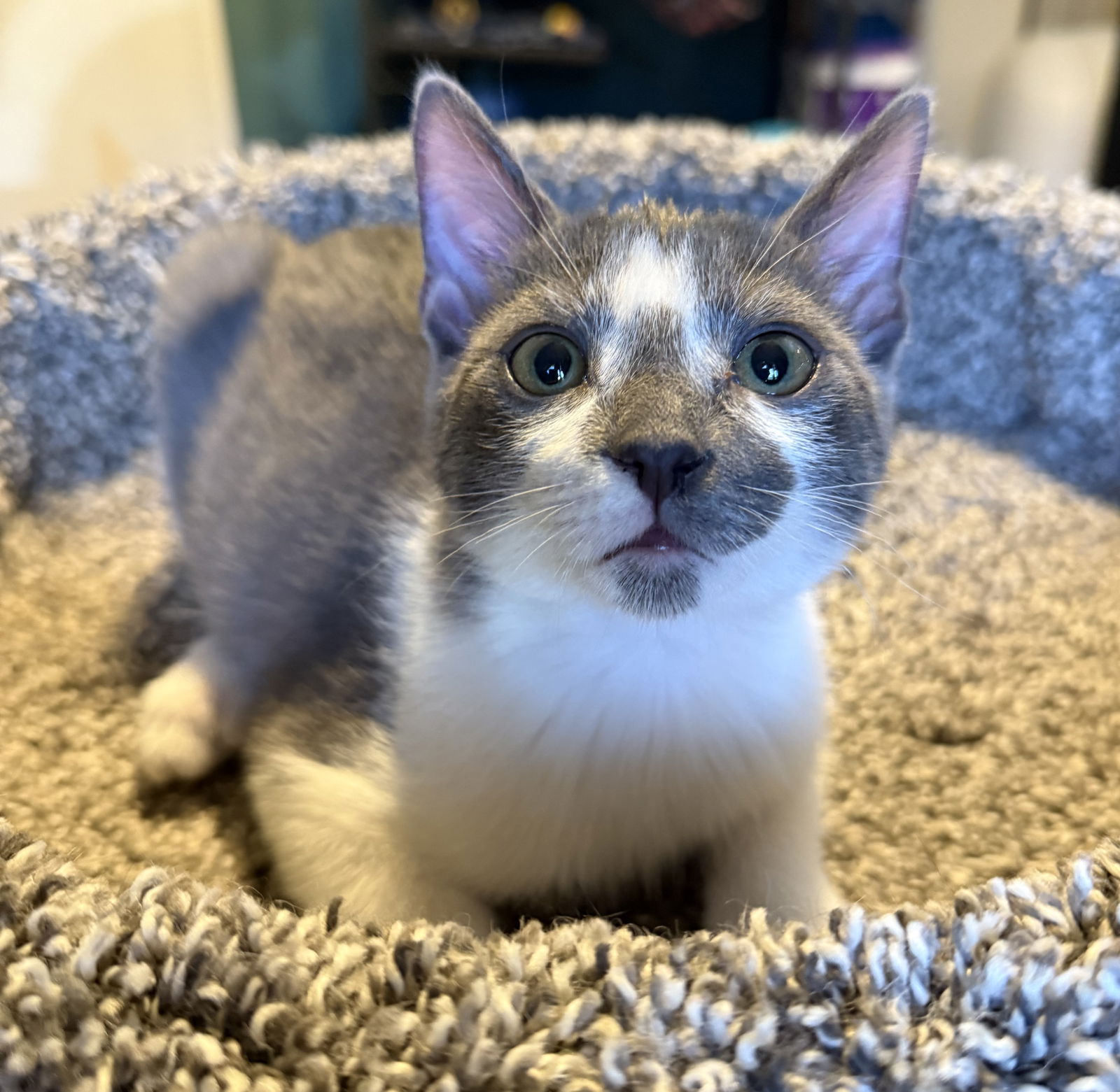 adoptable Cat in Lighthouse Point, FL named Kygo
