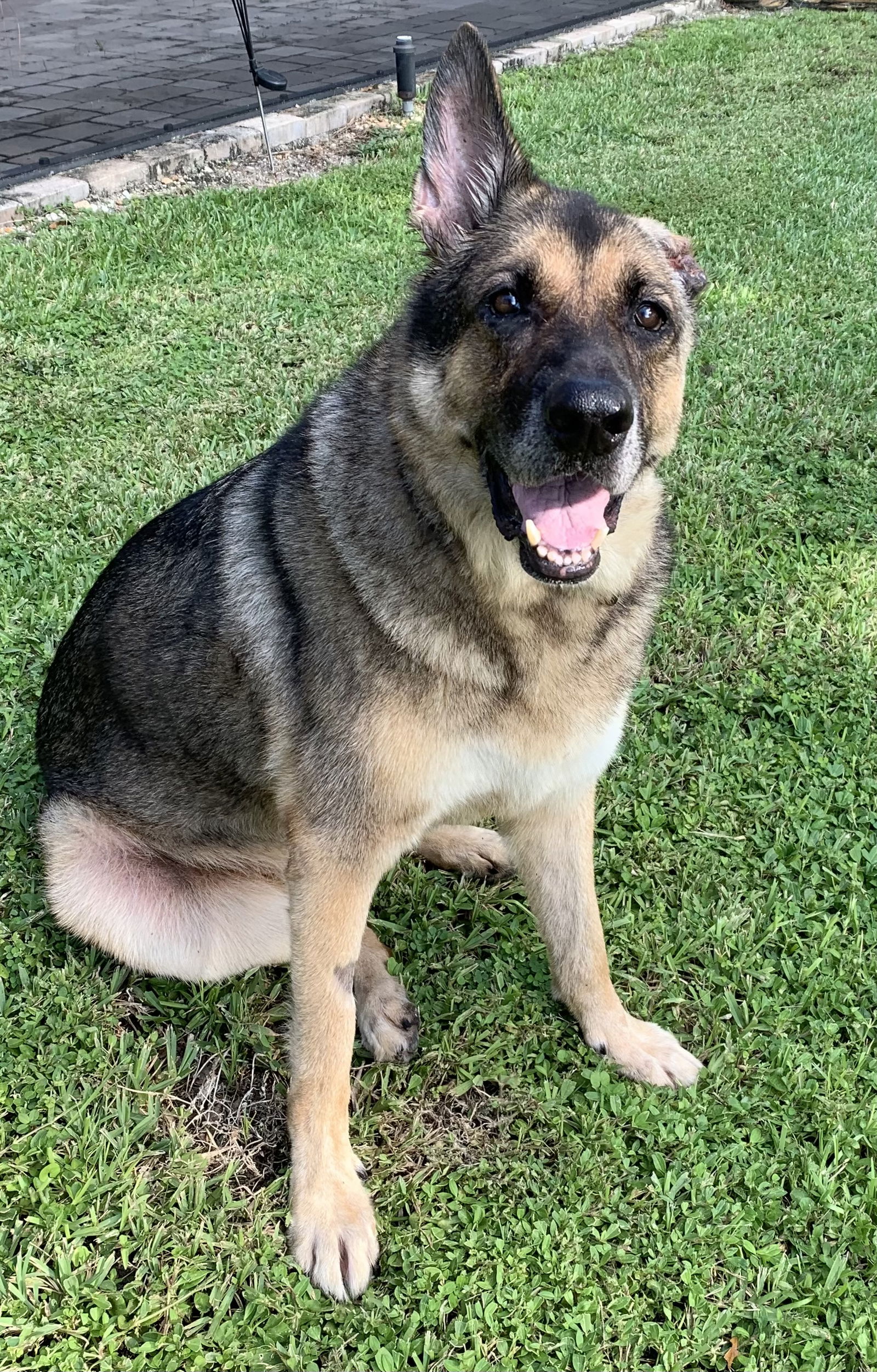 adoptable Dog in Lake Worth, FL named Samantha