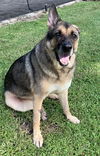 adoptable Dog in  named Samantha