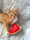adoptable Cat in  named Chandrila