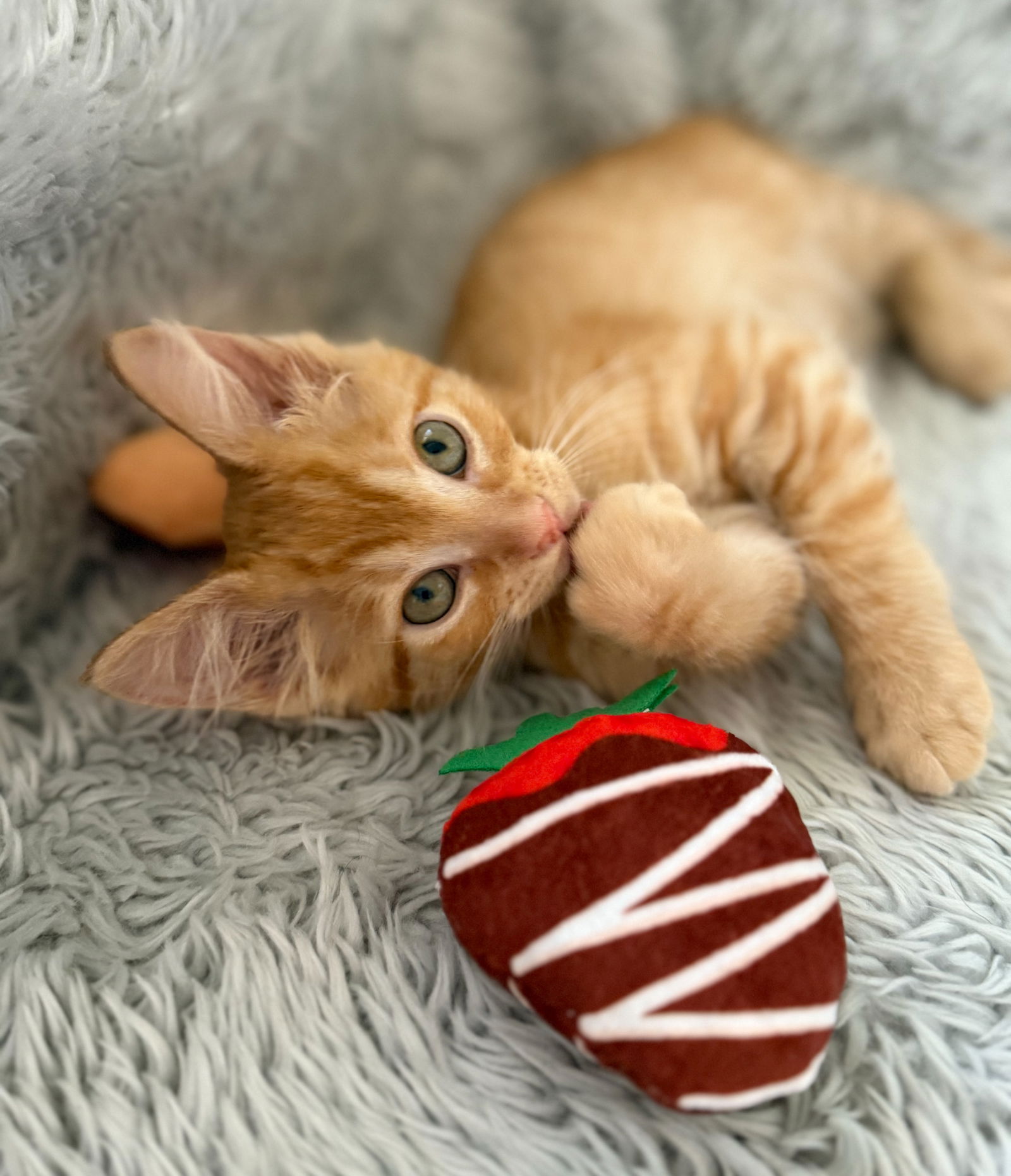 adoptable Cat in Fort Lauderdale, FL named Aldhani