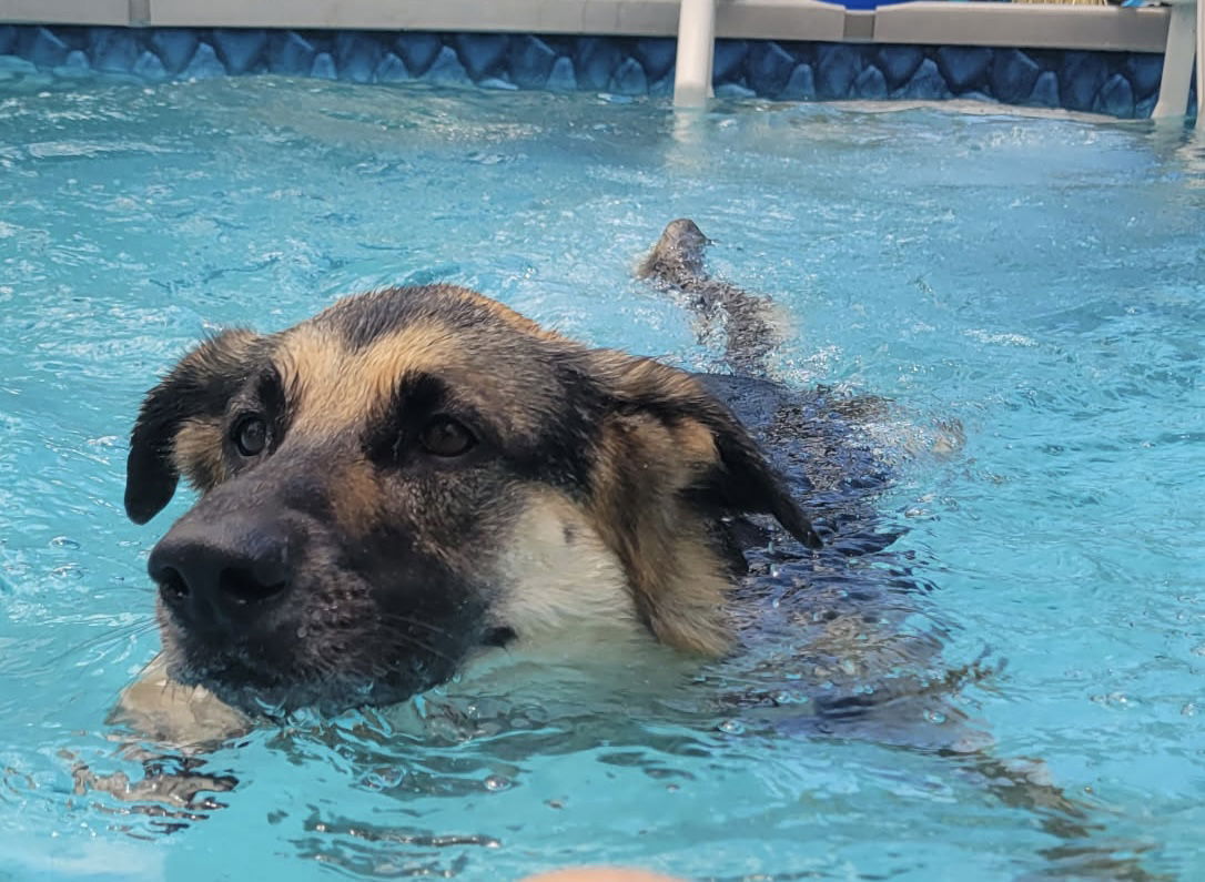 adoptable Dog in Lake Worth, FL named Zuri