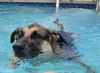 adoptable Dog in lake worth, FL named Zuri