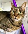 adoptable Cat in  named Brodie