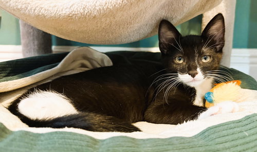 picture of the cat needing adoption