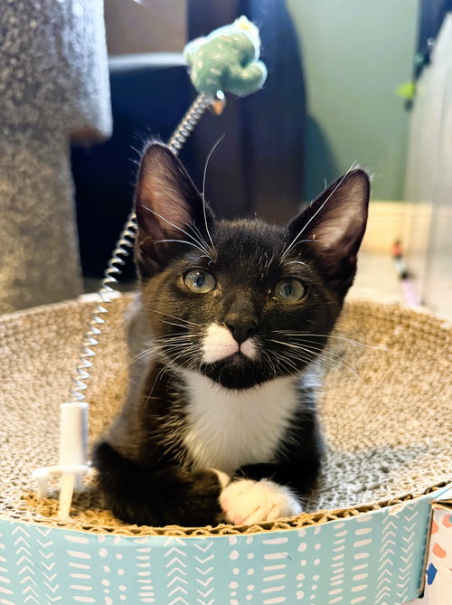picture of the cat needing adoption