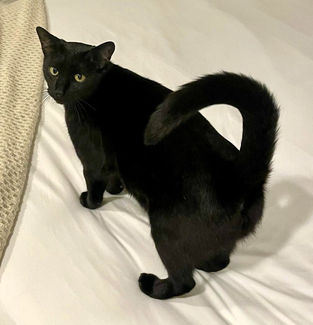 Lucy Image