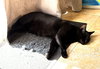 Lucy - Photo 4