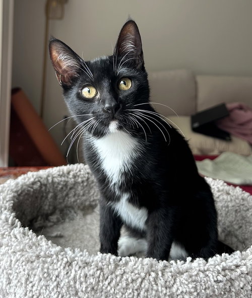 picture of the cat needing adoption