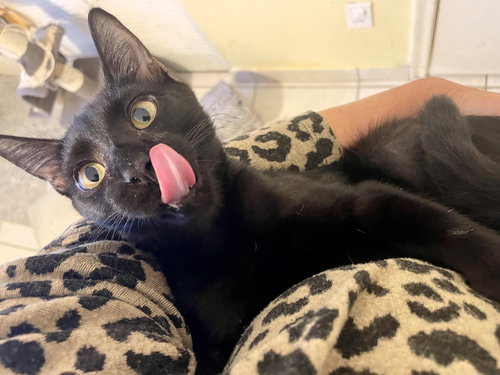 picture of the cat needing adoption