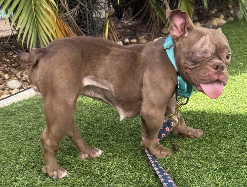 picture of the dog needing adoption