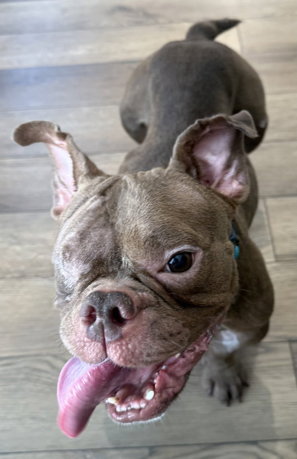 Penelope