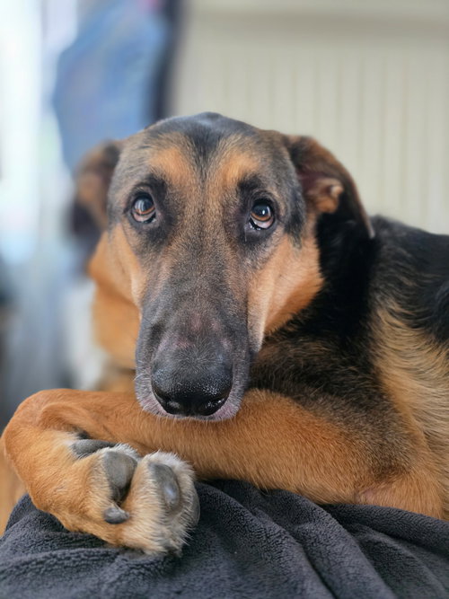 picture of the dog needing adoption