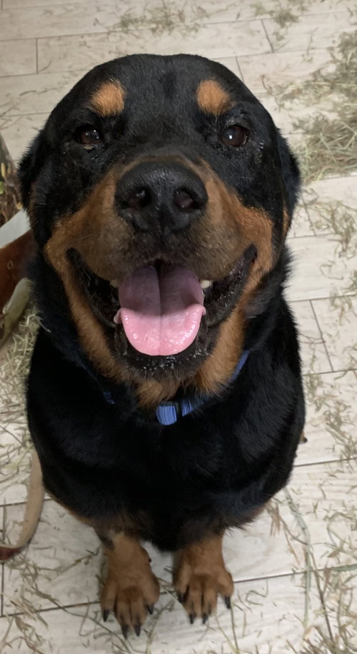 picture of the dog needing adoption