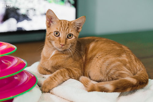 picture of the cat needing adoption