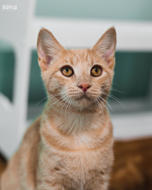 picture of the cat needing adoption