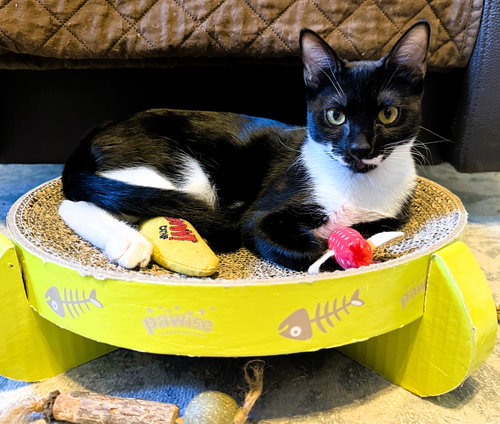picture of the cat needing adoption