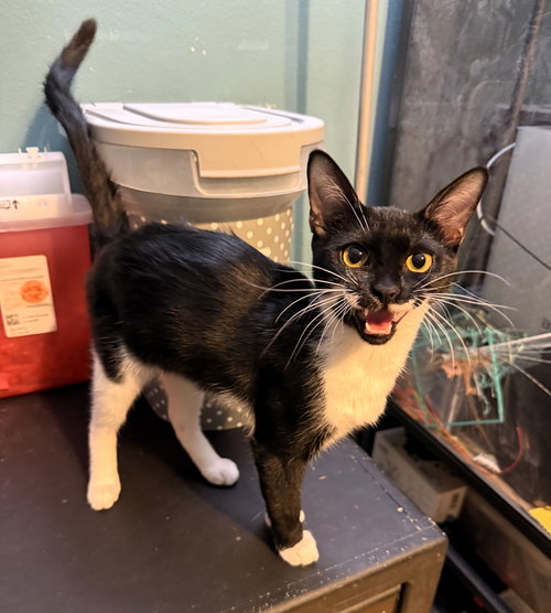 MOBI - Domestic Short Hair / Tuxedo available for adoption