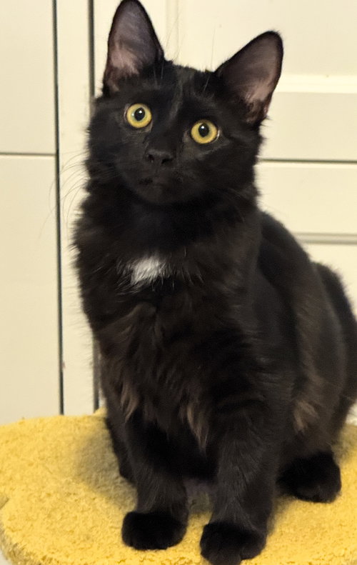 picture of the cat needing adoption
