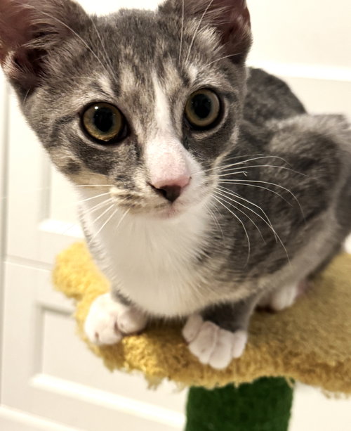 picture of the cat needing adoption