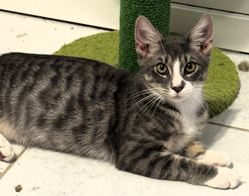 picture of the cat needing adoption