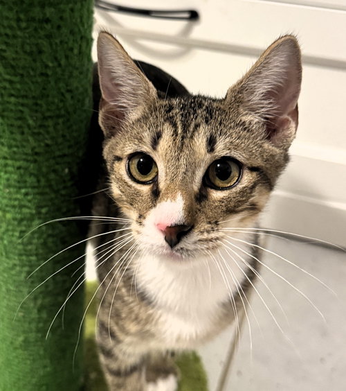 picture of the cat needing adoption