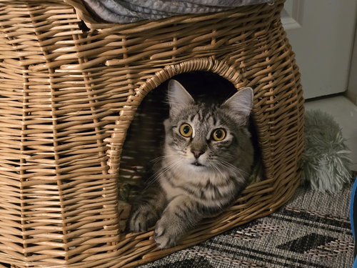 Meenie, Baby Domestic Long Hair / Tabby / Mixed (long coat), cat for adoption in Miami Beach, Florida