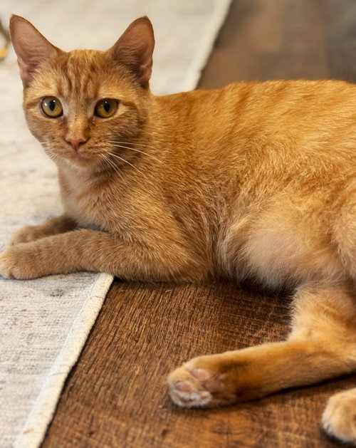 SOLEIL - Domestic Short Hair / Tabby available for adoption