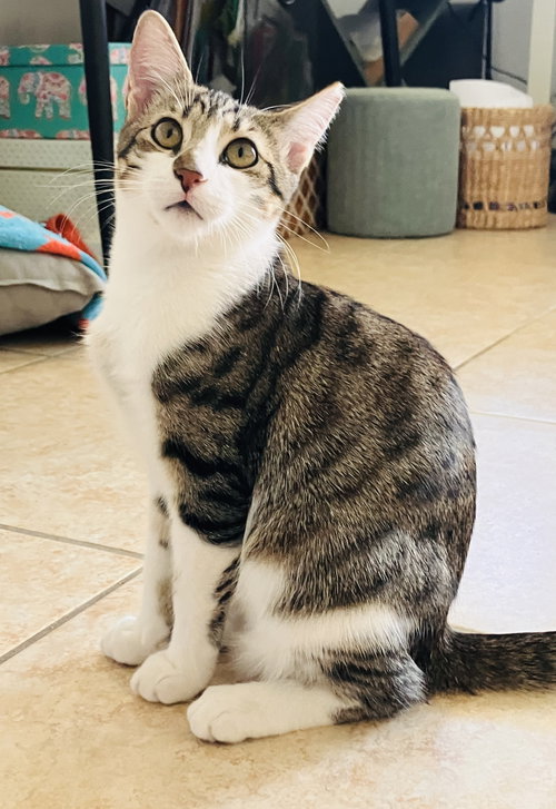 picture of the cat needing adoption