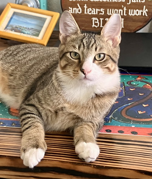 picture of the cat needing adoption