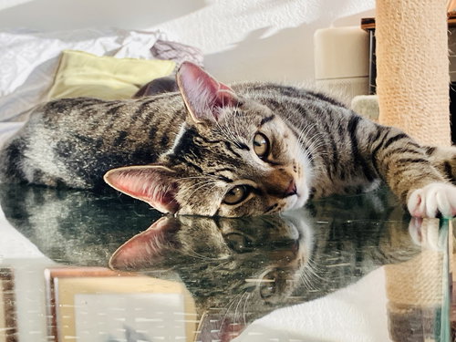 KAPONO - Domestic Short Hair / Tabby available for adoption