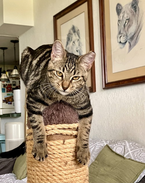 picture of the cat needing adoption