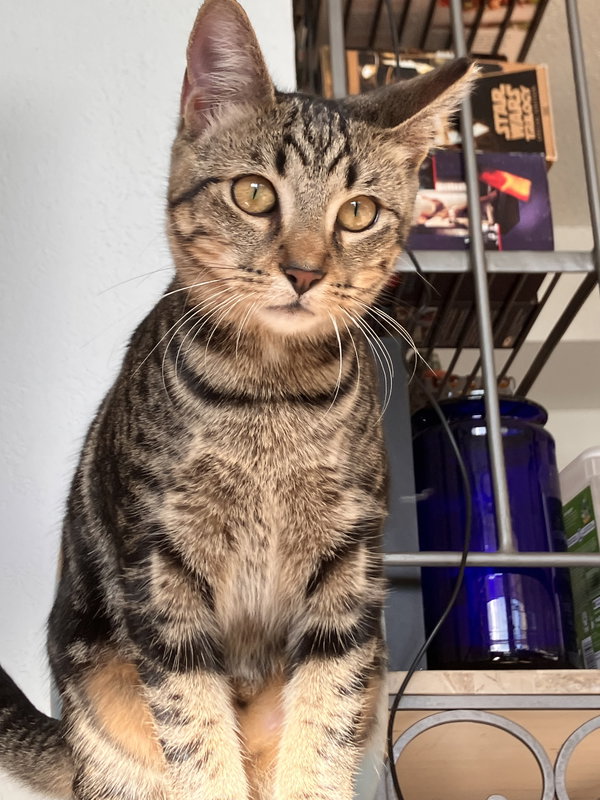 Kika