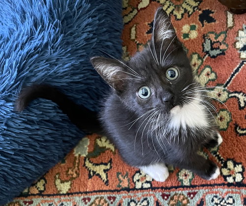 picture of the cat needing adoption