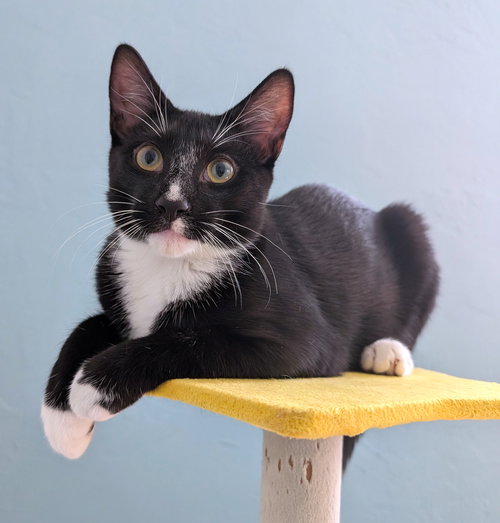 picture of the cat needing adoption