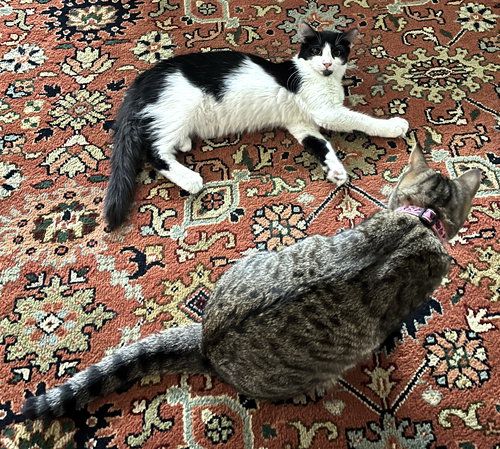 OBSIDIAN - Domestic Medium Hair / Maine Coon available for adoption