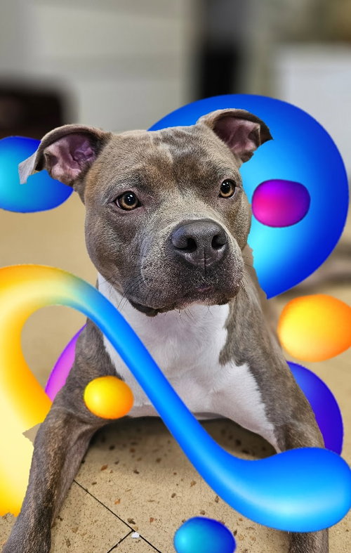 picture of the dog needing adoption