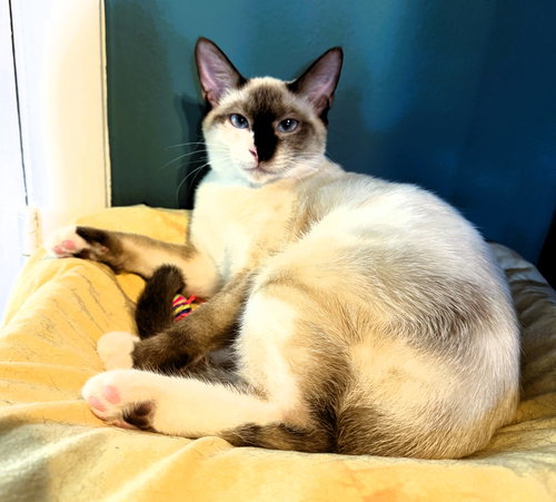 picture of the cat needing adoption
