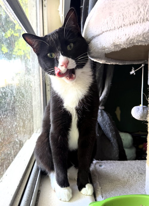 picture of the cat needing adoption