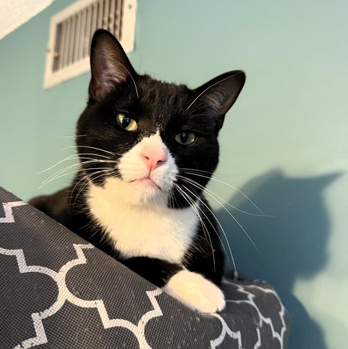 SIMBA - Tuxedo / Domestic Short Hair available for adoption