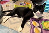 Simba - Photo 3