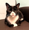 Simba - Photo 4