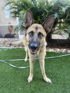 Kira - Photo 3