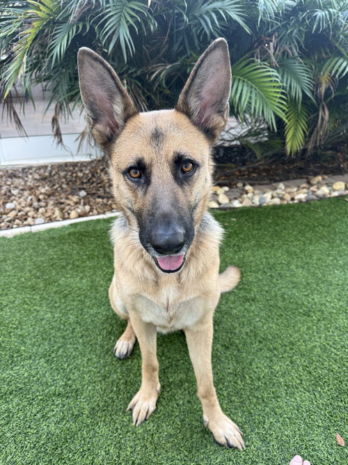 KIRA - German Shepherd Dog available for adoption