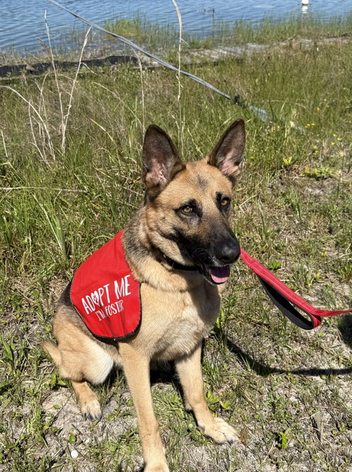 Kira, an adoptable German Shepherd Dog in Lighthouse Point, FL