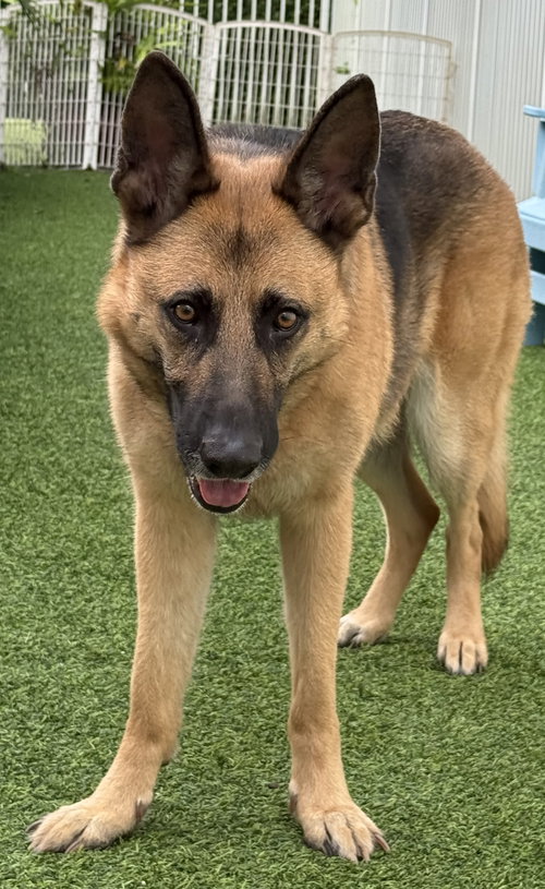 picture of the dog needing adoption