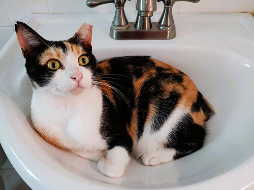 Cinnamon, Adult Calico (short coat), cat for adoption in Miami Beach, Florida