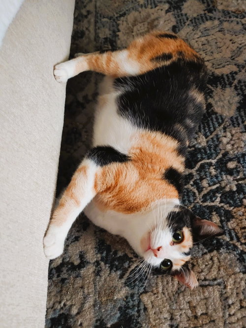 Photo 2 of Cinnamon