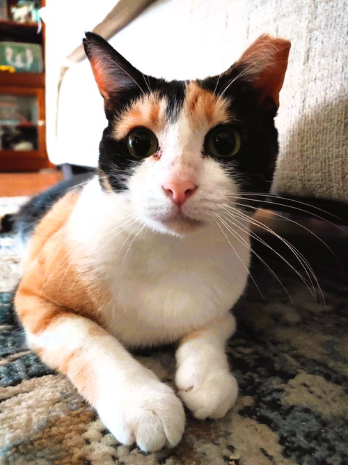 Photo 3 of Cinnamon