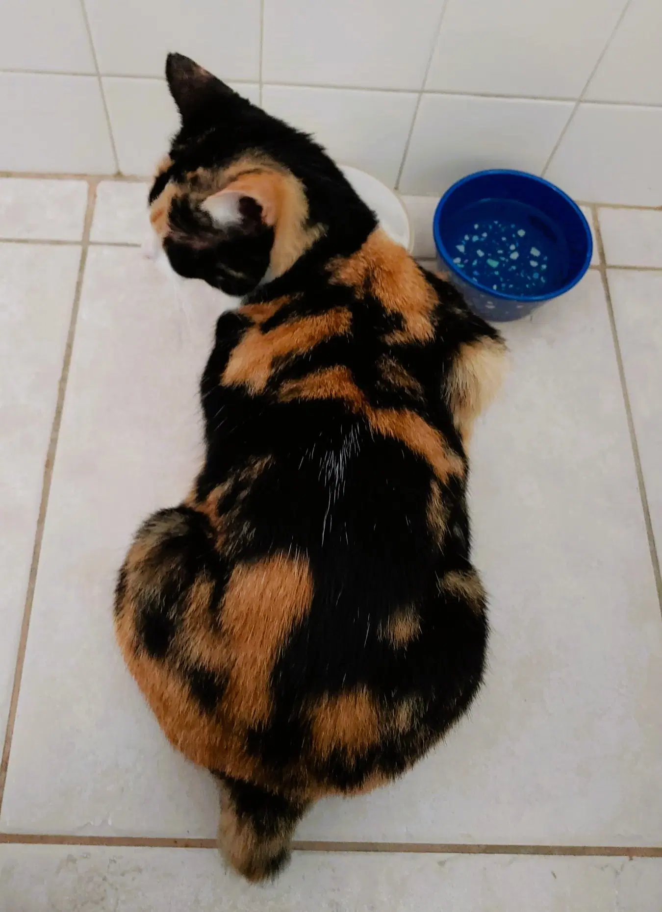 Cinnamon image 4
